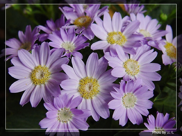 [��ͼ]ԭ����Ҷ�տ�����ô���ġ�