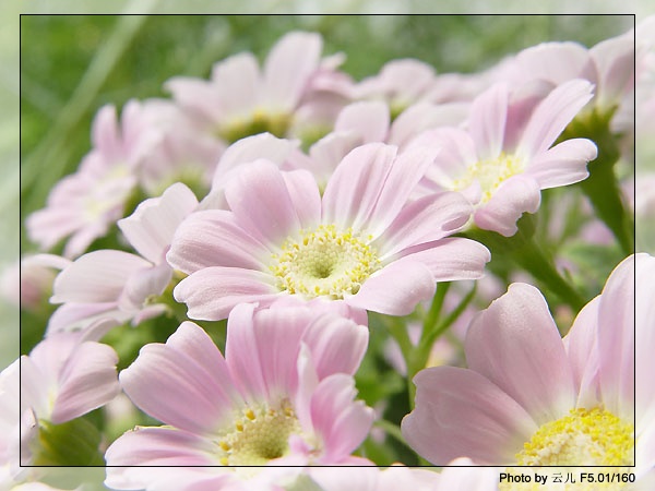 [��ͼ]ԭ����Ҷ�տ�����ô���ġ�