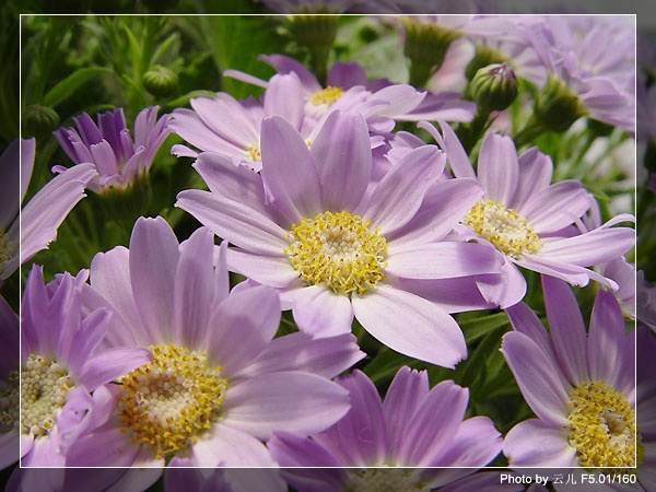 [��ͼ]ԭ����Ҷ�տ�����ô���ġ�