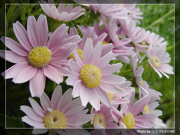 [��ͼ]ԭ����Ҷ�տ�����ô���ġ�