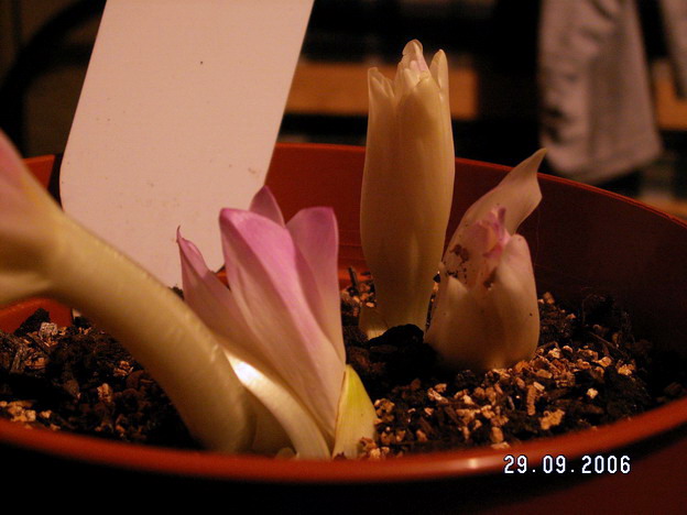 �ֵ��������