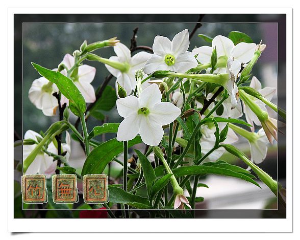 ��۹�ţ~P32,��ɫ���̲�..