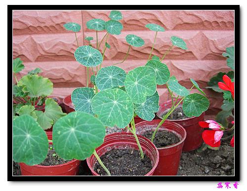 �ɰ��Ľ���