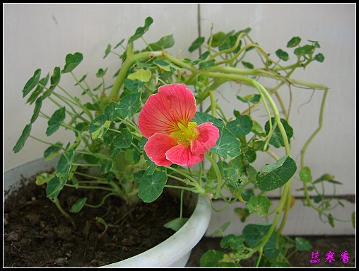 �ɰ��Ľ���