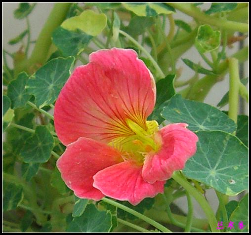 �ɰ��Ľ���