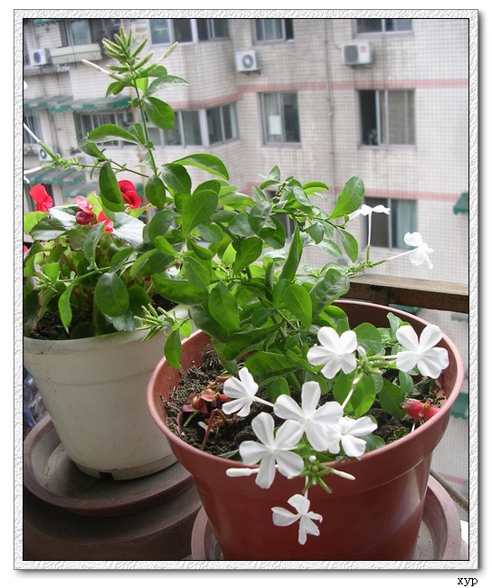 ��ѩ������