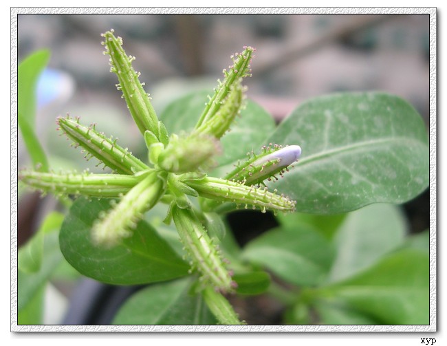 ��ѩ������