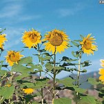 [��ͼ]������Ļ���