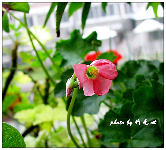 ����Ļ���~P2,��Ҷ��