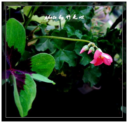 ����Ļ���~P2,��Ҷ��