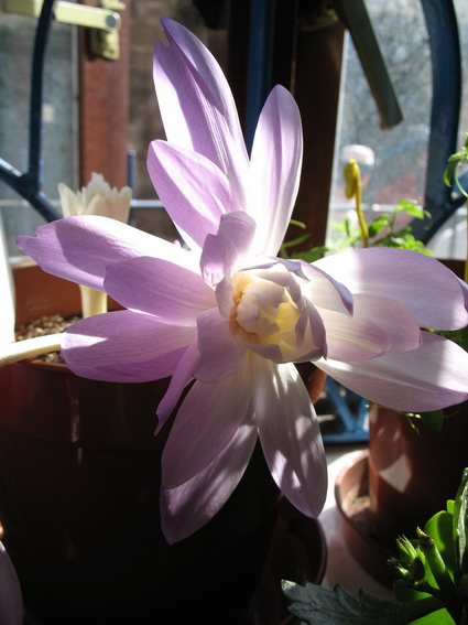 �ֵ��������