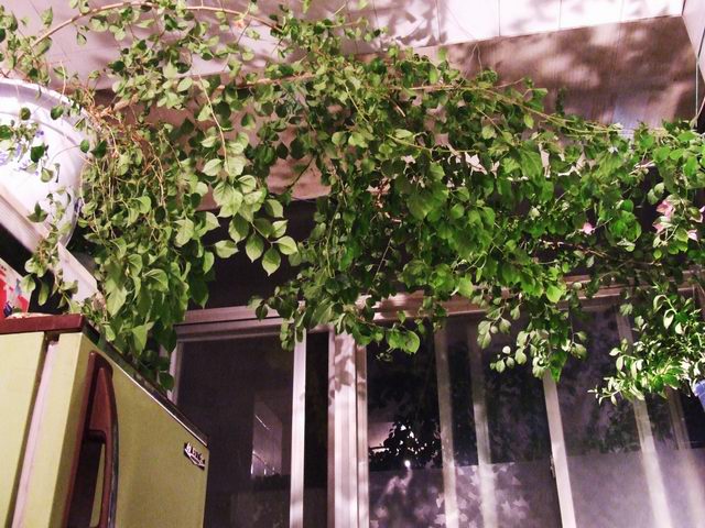 �Ҽҵ�����÷���������