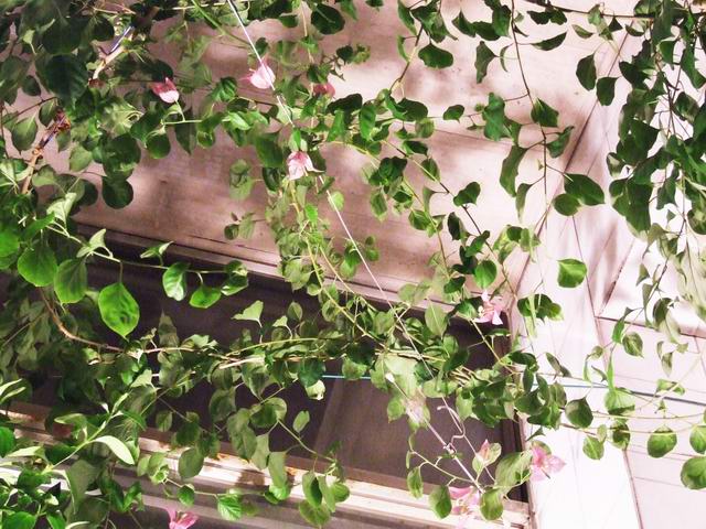 �Ҽҵ�����÷���������