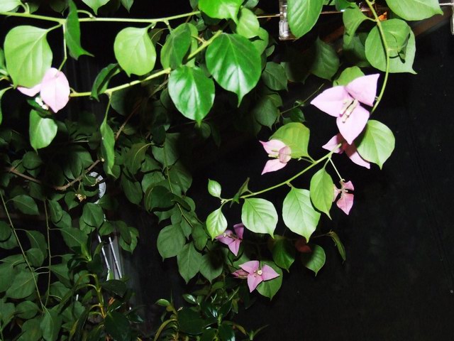 �Ҽҵ�����÷���������