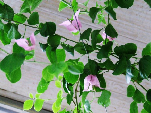 �Ҽҵ�����÷���������