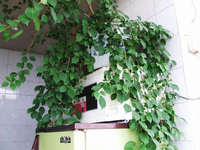 �Ҽҵ�����÷���������