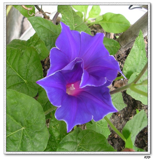 �����ţȺ(�����˵���ţ)