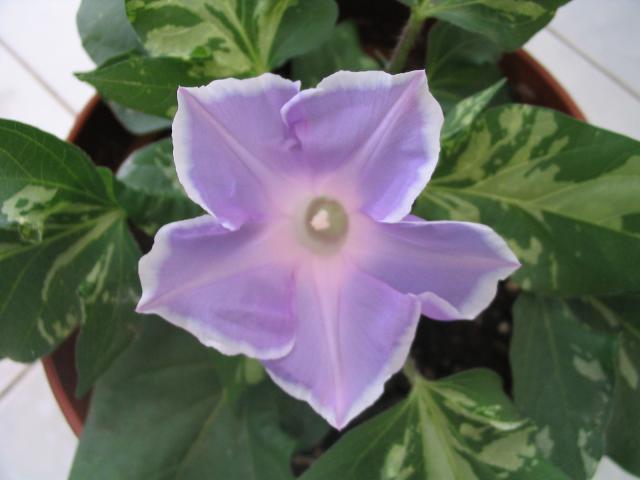 �����ҵ�ţ