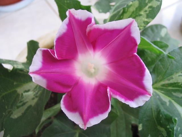 �����ҵ�ţ