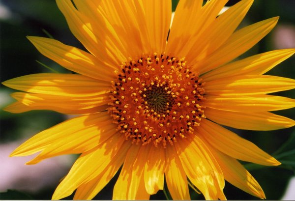 ��ɽ��  ���ߣ�szhgfox