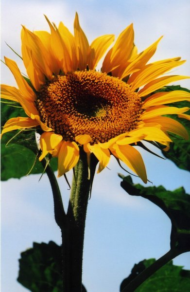 ��ɽ��  ���ߣ�szhgfox