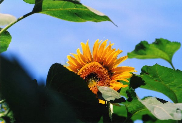 ��ɽ��  ���ߣ�szhgfox