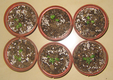 �ﲥҲ���......P13