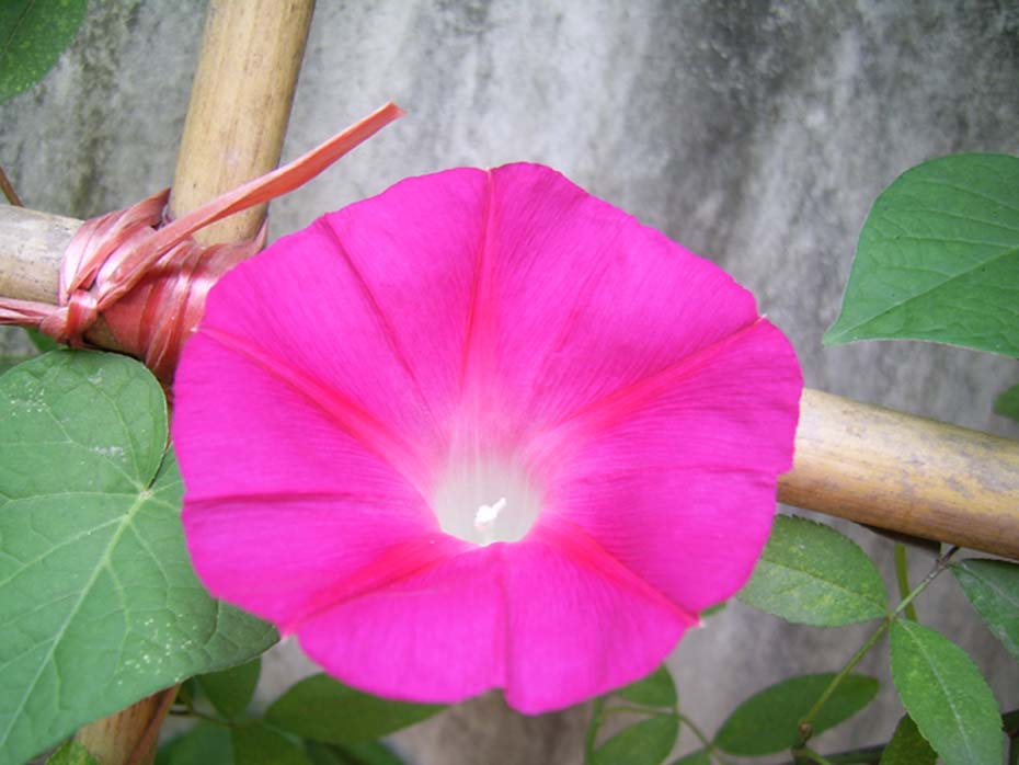 ţ���ܡ���ǣţ�ࣨ�������ͼ��