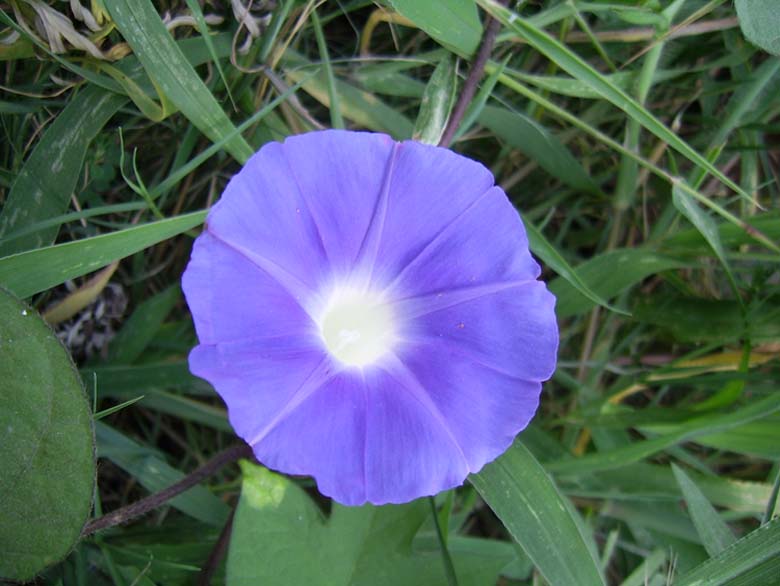 ţ���ܡ���ǣţ�ࣨ�������ͼ��