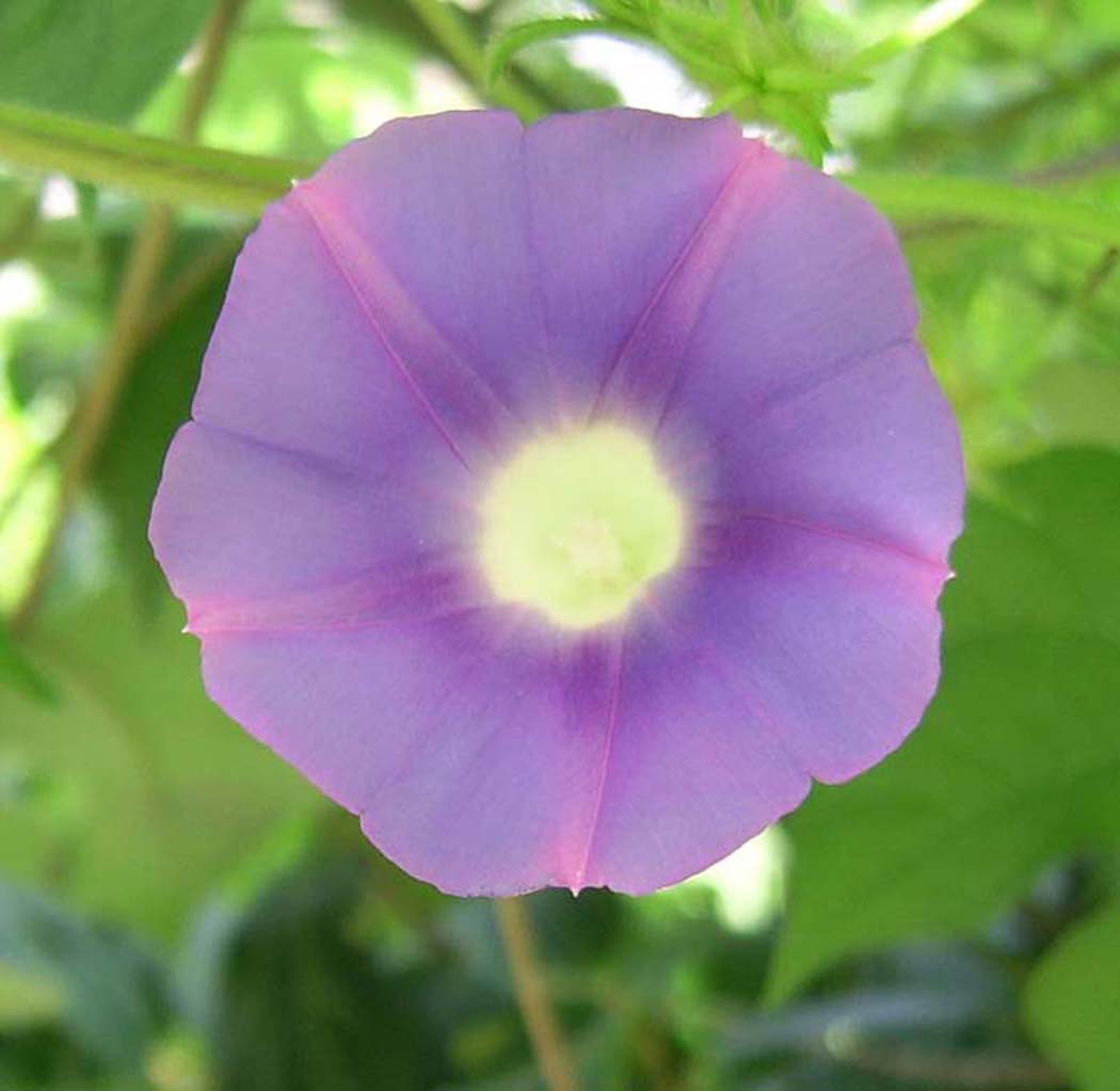 ţ���ܡ���ǣţ�ࣨ�������ͼ��