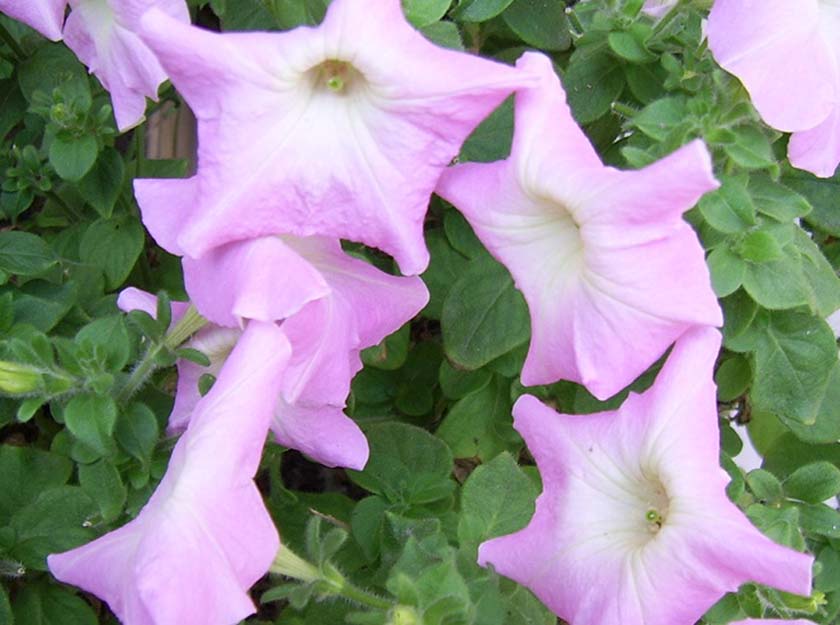 ţ����~~��ţ��(�������ͼ)