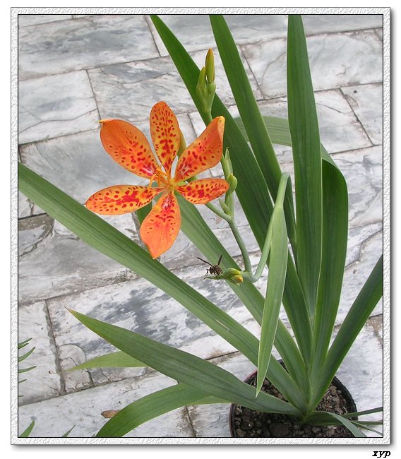 ��ɿ�����yhjane��������