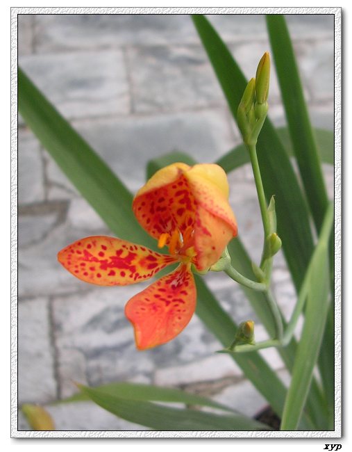 ��ɿ�����yhjane��������