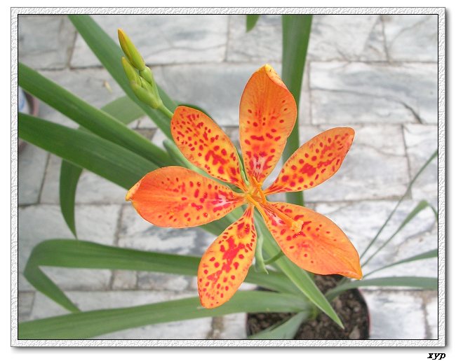 ��ɿ�����yhjane��������