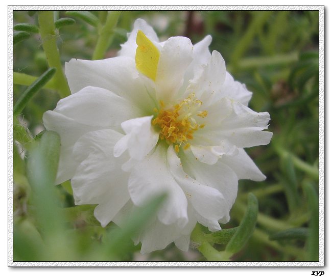 ���ĵ�̫����