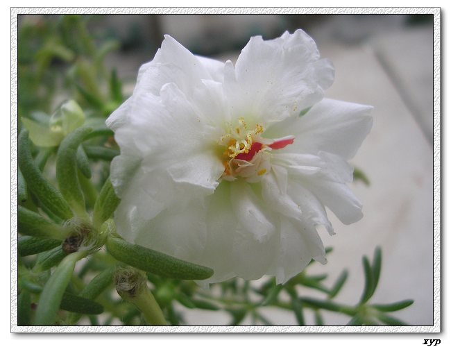 ���ĵ�̫����