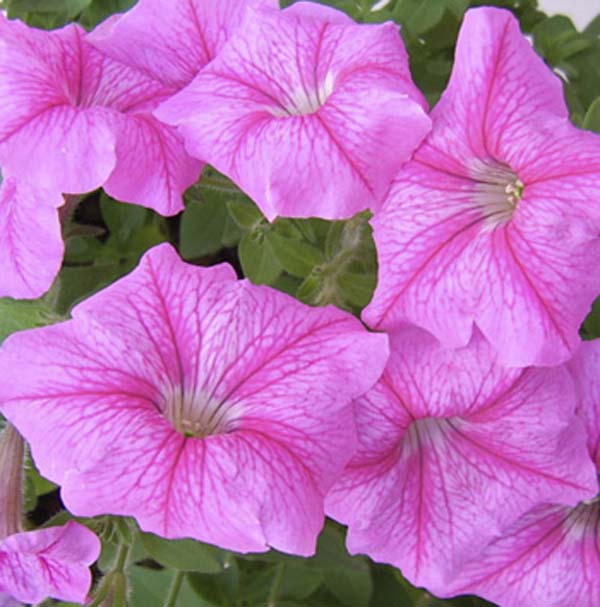 ţ����~~��ţ��(�������ͼ)