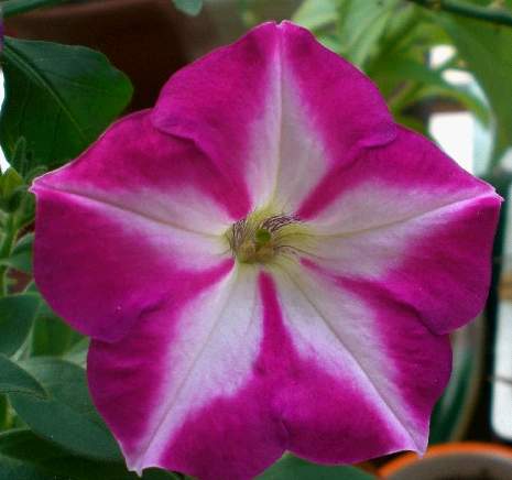 ţ����~~��ţ��(�������ͼ)