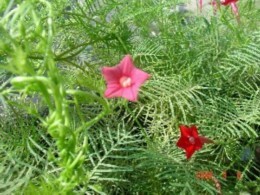 ��(��ʵ����)���ĳɹ�(��������!)