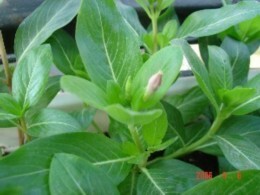 ��(��ʵ����)���ĳɹ�(��������!)