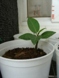 ��(��ʵ����)���ĳɹ�(��������!)