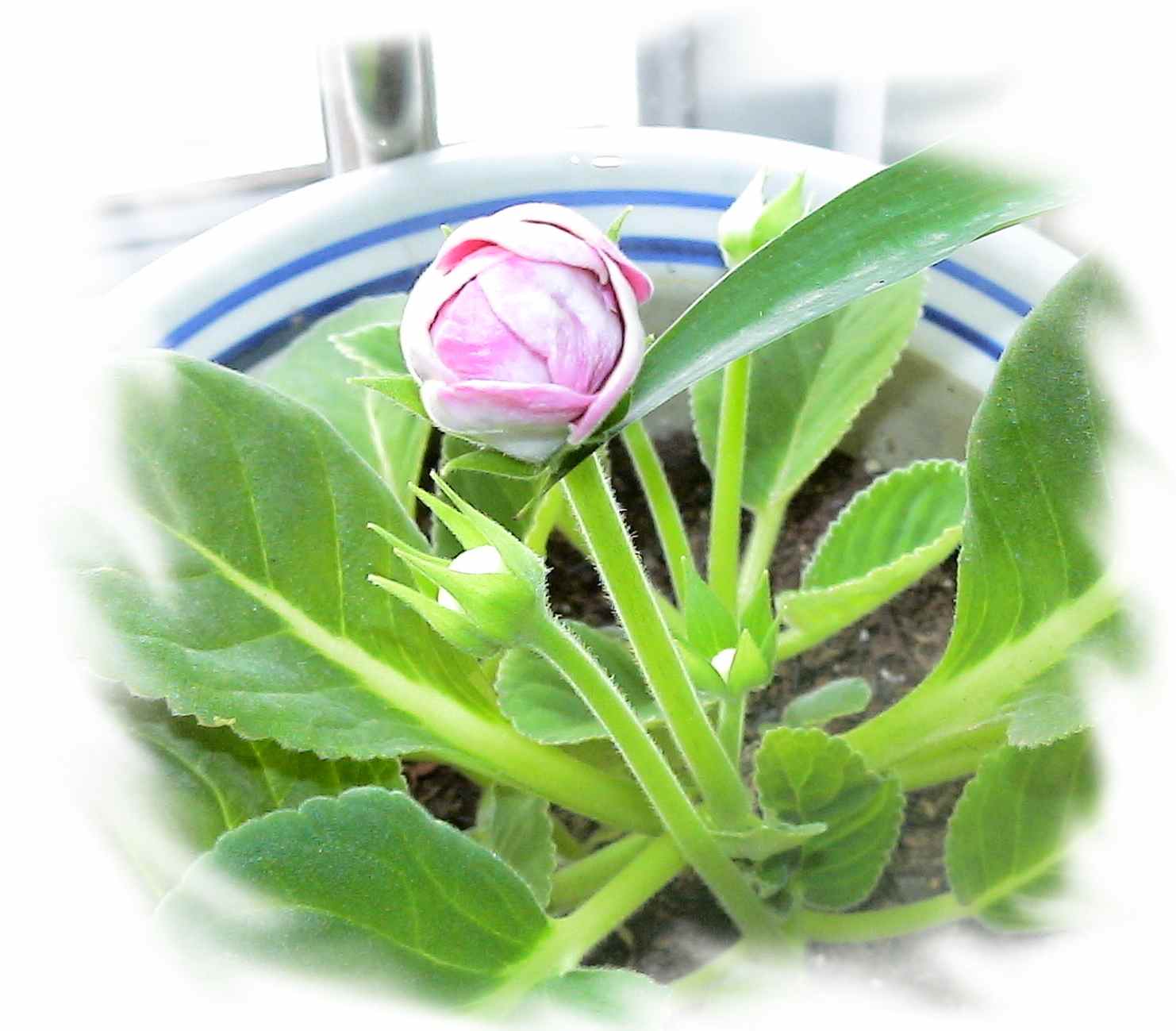 xyp���������ҵĴ���Ͳ