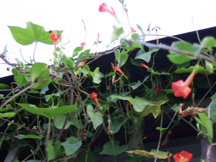 С�����������Сǣţ