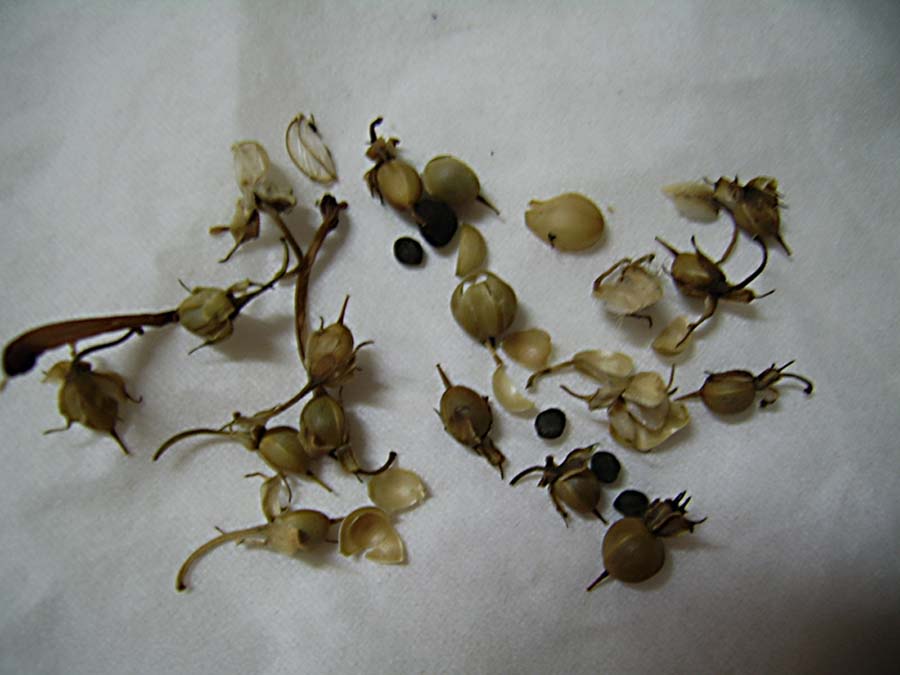 С�����������Сǣţ