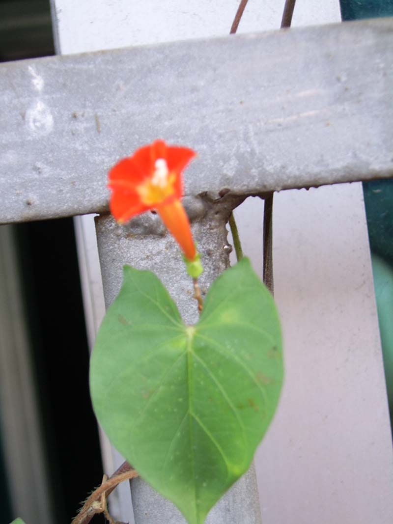 С�����������Сǣţ