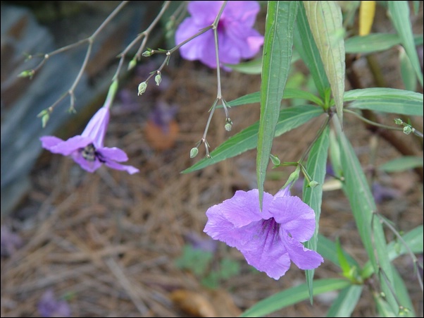 ���߱���