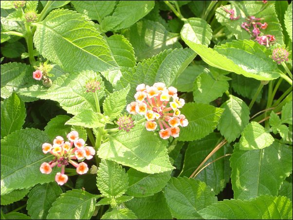 ���߱���