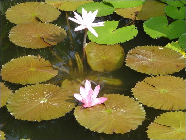 ���߱���