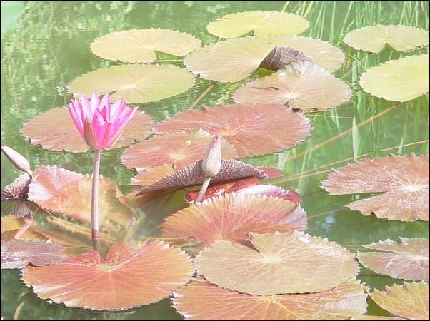 ���߱���