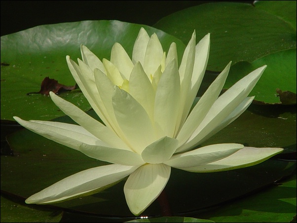 ���߱���